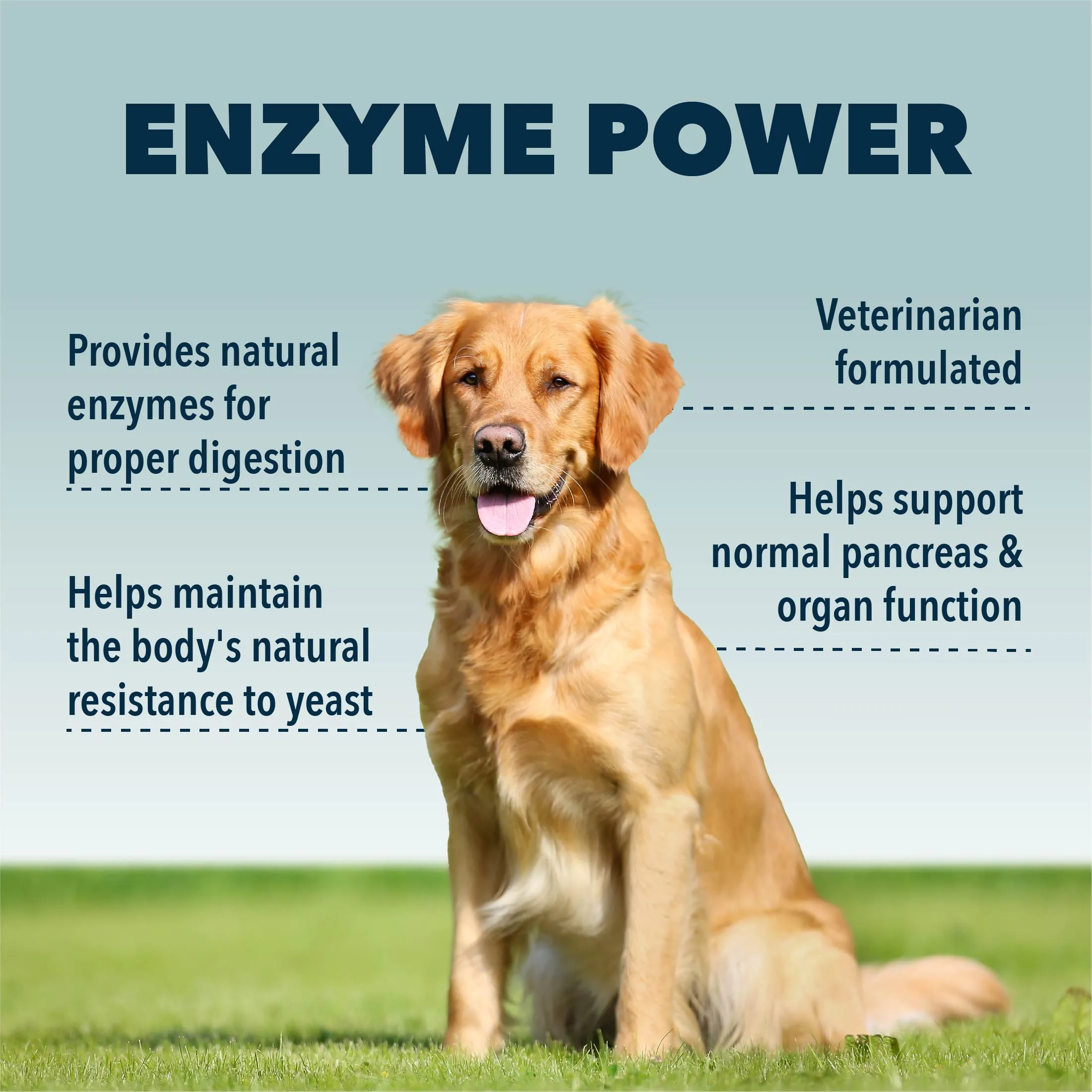 4LR Digest - Natural Digestive Enzymes & Probiotics