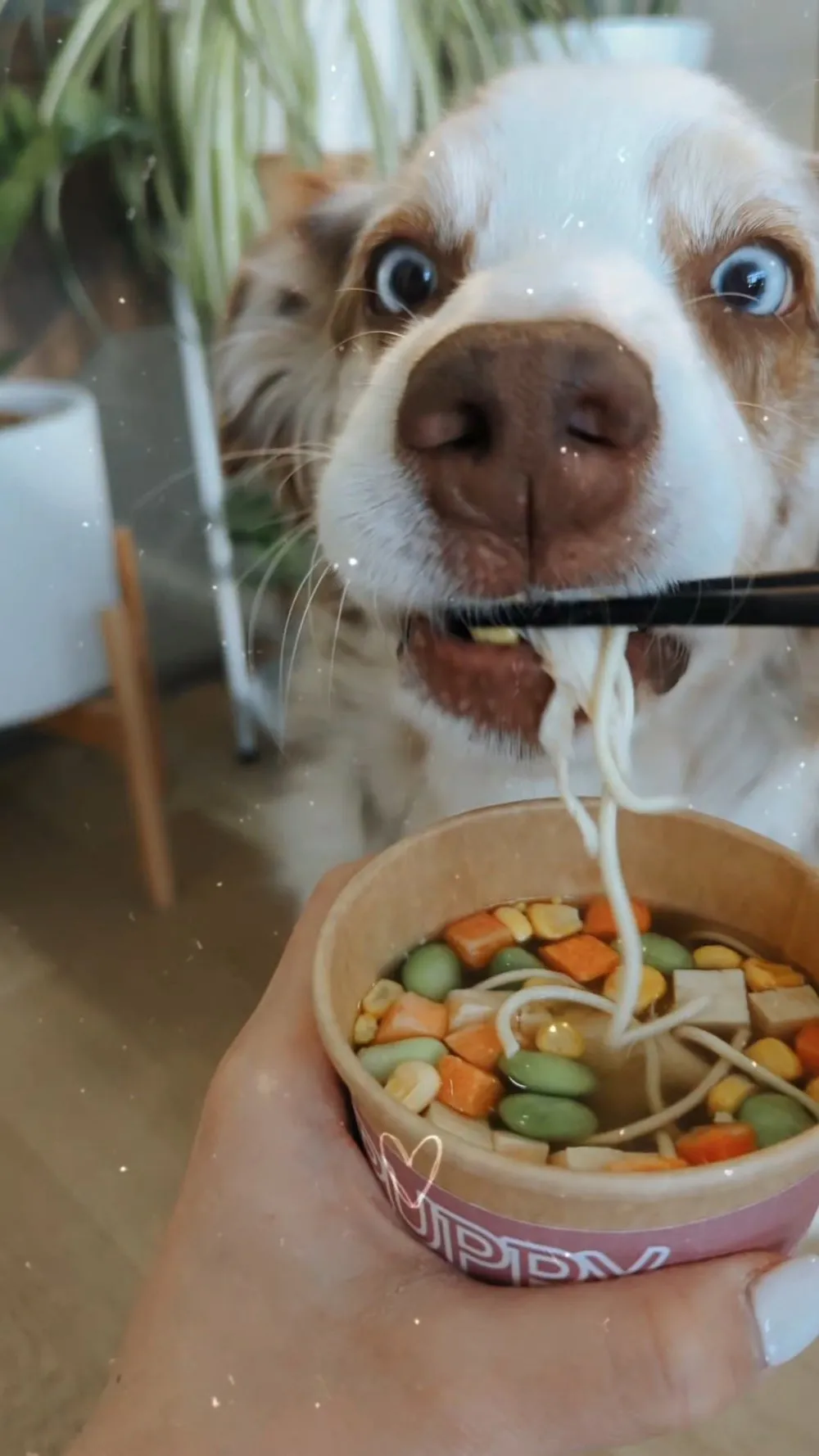 Freeze Dried Puppy Ramen
