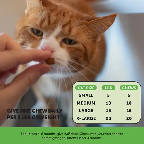 Pet Honesty Probiotics Gut   Immune Health for Cats